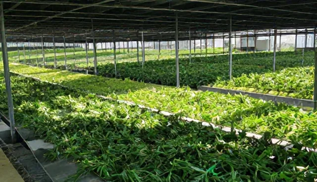 视频剪辑：活动执行服务使用建议分析